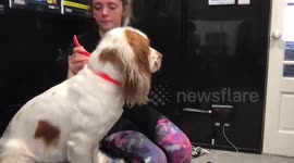 Groomer says dogs SHOULD be asked for consent before treatments - as the experience is meant to be