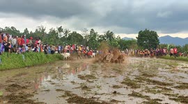 Extreme sports Indonesia-style: Men dragged through mud for bull races marking new year and the end of harvest season