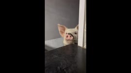 Adorable piglet pops its head out when it hears Oreos package sound