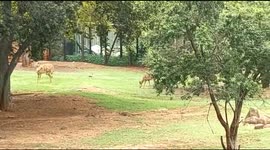 A herd of INYALA female Antelopes grazing in Captivity in Pretoria Zoological Gardens South Africa