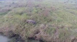 Wild elephant breaks through wall to invade village in Thailand