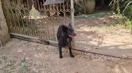Hapless pet dog with half its body stuck in gate was rescued in Thailand