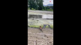 Adorable Frenchie tunes out the world while playing in mud