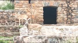 Bighorn Sheep or Mountain Sheep are from North America here in Pretoria Zoological Gardens South Africa Captivity.