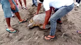 Kind villagers release endangered green sea turtle caught on fishermen’s net in the Philippines