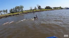 Cygnet rescued after getting tangled in discarded fishing line and accidentally swallowing heavy fishing hook