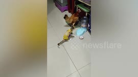 Pet chicken teases friend cat by stealing his food at home in the Philippines
