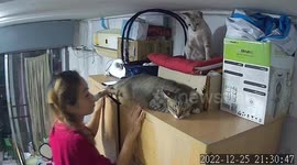 Grumpy pet cat hilariously kicks owner in face as she asks tries to kiss him