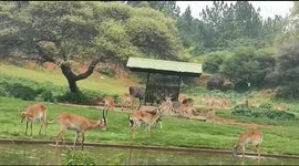The Southern Reedbuck in Captivity Pretoria Zoological Gardens South Africa.