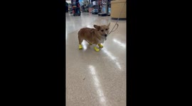Adorable corgi questions his owners' decision of making him wear shoes