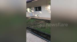 Frantic woman freaks out when she saw wild snake slithering outside room