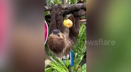Adorable pet sloth hilariously falls asleep while eating corn on cob