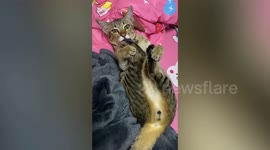 This cat ALWAYS sucks it foot before sleeping
