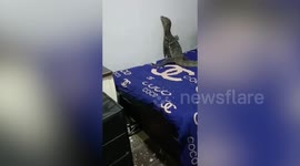 Rampaging wild monitor lizard takes over young lad's bedroom in Thailand