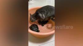 Cat stands on tortoise to drink water from basin