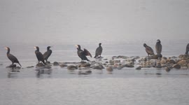 Great Cormorant Sunbathe in the Yangtze River in Yichang, China