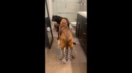 Adorable, patient & organized dogs show the beauty of 'Sharing is Caring'