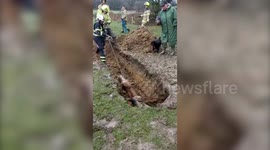 Moment firefighters pull horse out of sinkhole after he became completely submerged underground