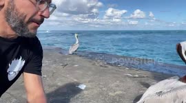 Florida man makes friends with magnificent pelican at Bal Harbour pier