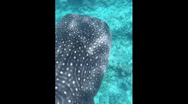 Giant Whaleshark swims directly under snorkeller in The Maldives
