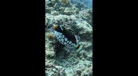 A beautiful clown trigger fish swimming on a reef in The Maldives