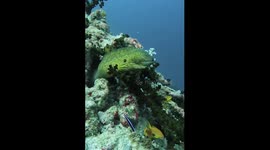Moray eel on a reef in The Maldives. Amazing colours and clear water