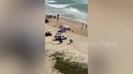 Cheeky horses escape from beach race and take off on highway in Australia