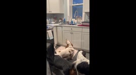 Dog is eager to help hooman with dishes after she makes cookies