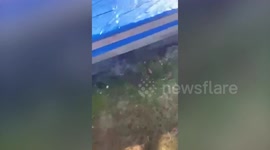 Woman shocked after discovering a huge black bear had taken up residence under her garden deck