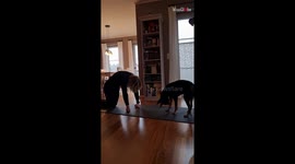 German Pinscher doggo shows that yoga is her jam