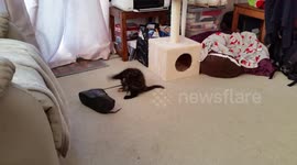 Adorable kitten attempts to pull a shoe by its shoelace around room