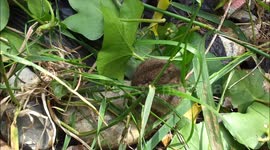 Adorable baby vole spotted chewing grass in garden in Kent, UK