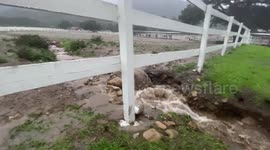 Santa Barbara's Los Padres National Forest slammed with rain amid historic California storm