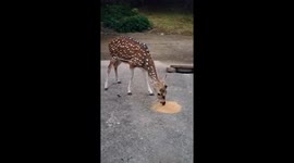 Deer video