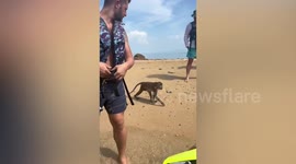 Wild monkey steals food from tourist's jet ski on Thai beach