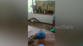 Family terrified by huge king cobra slithering through their kitchen