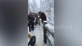 Monkey displays cheesy grin after Chinese woman gives it milk carton