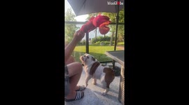 'He thinks he has got ALL DAY!' - Lazy Bulldog plays fetch in super slow-motion
