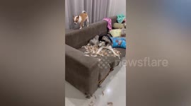 Naughty pet dogs destroy cleaning duster made of chicken feathers