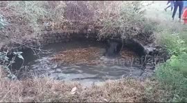 Elephant calf rescued from well in India with help of excavator
