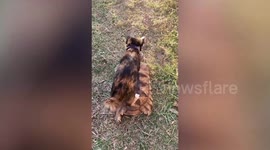 Slow ride! Pet cat hitches a life on tortoise's back