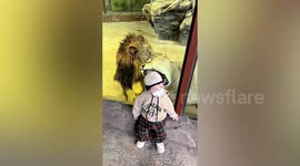 She's behind you! Lioness attempts to eat toddler through glass at Chinese zoo