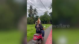 Happy pet cat wags tail sitting on owner’s shoulder while riding scooter together in Indonesia