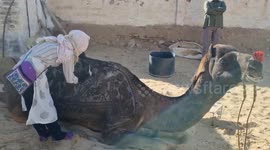 Japanese hairstylist transforms camel's coat into exquisite artwork ahead of festival