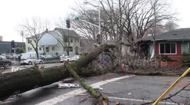 Sacramento storm knocks down trees