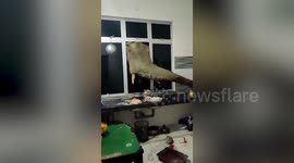 Elephant smashes its head through kitchen window looking for food in Malaysia