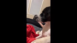 This wary dog hilariously shuffles away from coughing owner