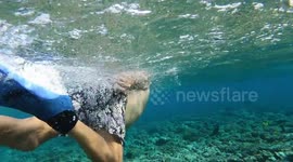 Pensioner swims just centimetres away from leopard ray with potentially lethal sting