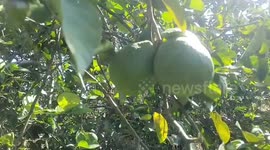 Giant fist-sized limes growing in orchard delights locals in Thailand