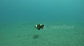Amazed diver finds clown fish couple with two babies in the Philippines